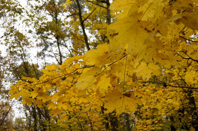 Low angle view of tree against sky
