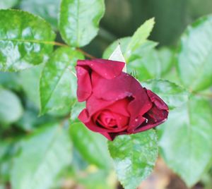 Close-up of red rose