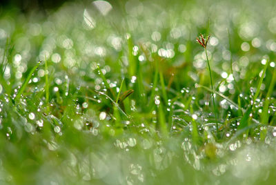 Close-up of wet plants on field during rainy season