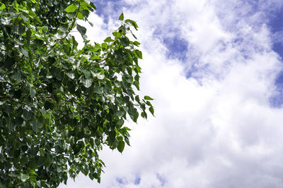 Low angle view of tree against sky