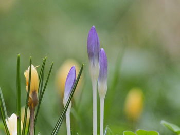 Close-up of purple crocus flower