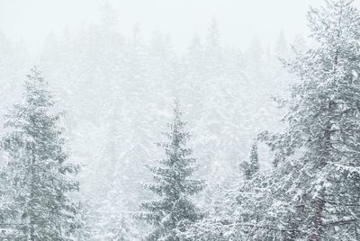 Snow covered land and trees in forest