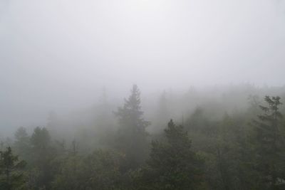 Trees on landscape against sky
