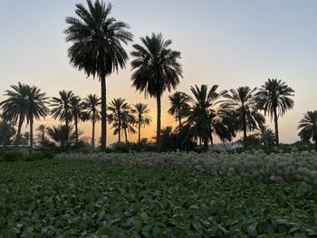 Palm trees on field against clear sky