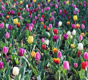 Close-up of red tulips blooming in field