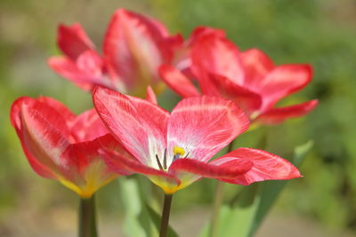 Close-up of red flowering plant