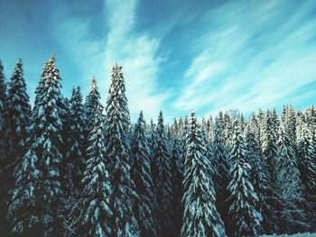 Low angle view of trees against sky during winter