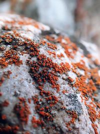 Close-up of lichen on rock