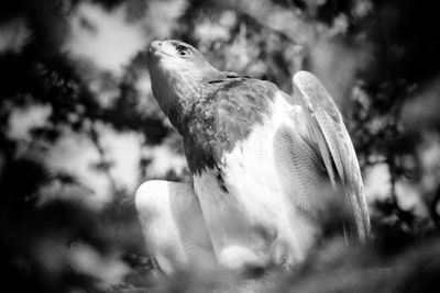 Close-up of bird perching on hand