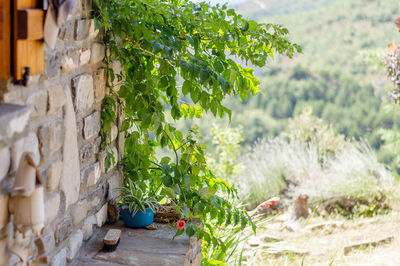 Potted plant against wall