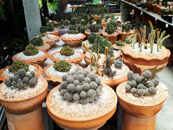 High angle view of potted plants for sale at market