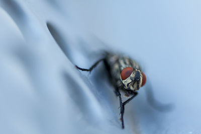 Closeup of a fly sitting on a metal bench