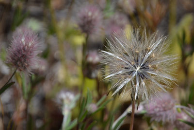 Close-up of fresh dandelion