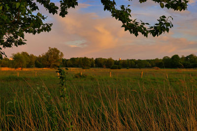 Scenic view of field against sky