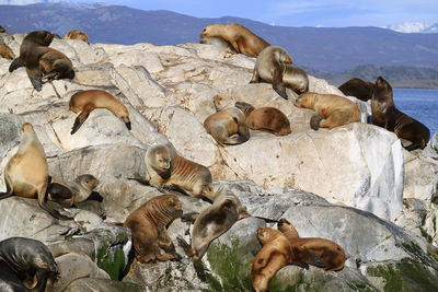 View of sheep on shore