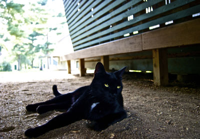 Close-up of cat