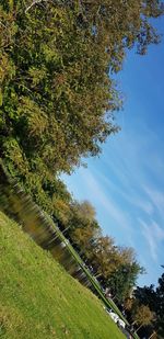 Trees growing on field against sky