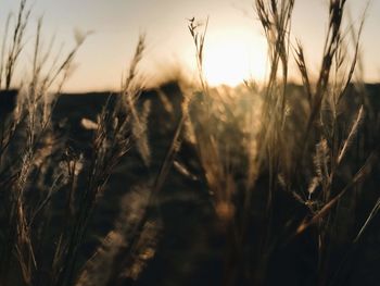 Close-up of stalks in field against sunset