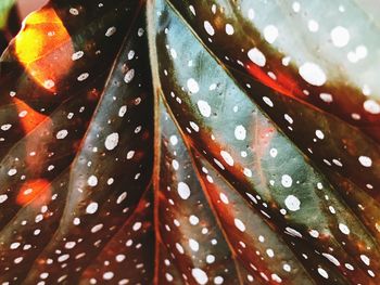 Close-up of wet leaves during rainy season