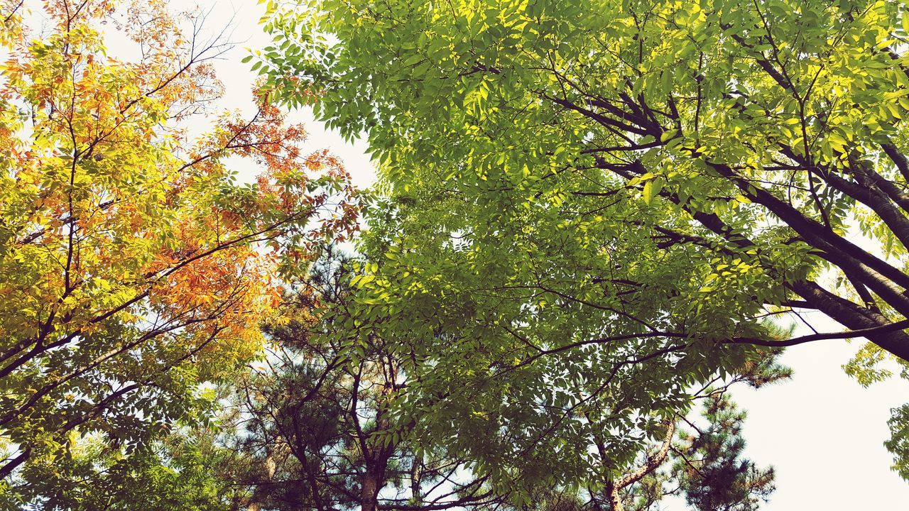 tree, low angle view, branch, growth, green color, nature, leaf, tranquility, beauty in nature, lush foliage, autumn, yellow, day, change, green, outdoors, clear sky, no people, scenics, sunlight