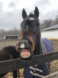 A horse smile