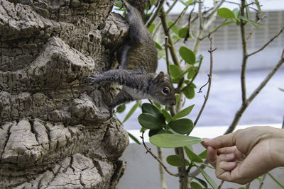 Squirrel eating plant against tree