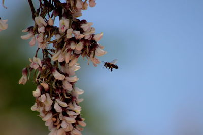 Close-up of bee pollinating flower against clear sky