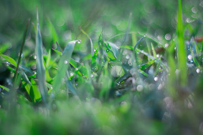 Close-up of raindrops on grass