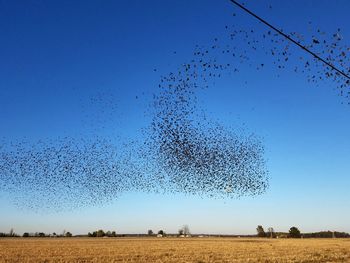 Flock of birds flying over field against clear blue sky