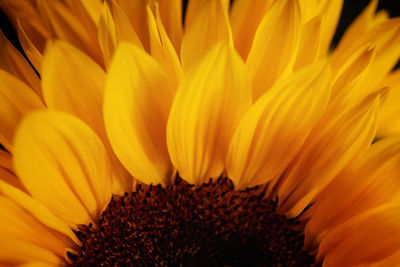 Sunflower petals 