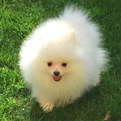 Puppy on grassy field