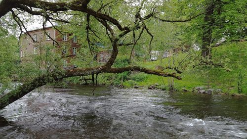 Scenic view of river in forest