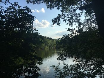 Trees by lake in forest against sky