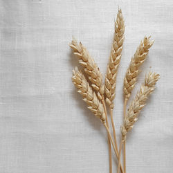 Close-up of wheat