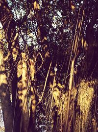 Low angle view of trees in forest