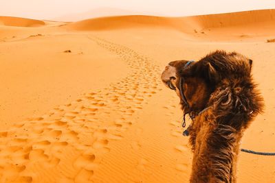 Camel at desert 