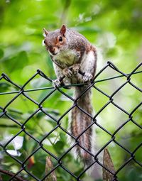 Squirrel on a fence