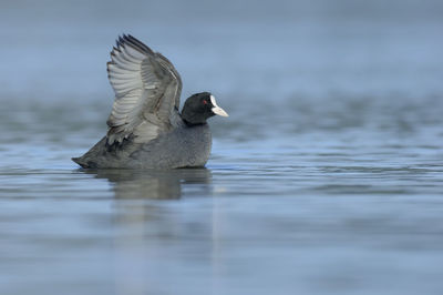 Duck swimming in lake