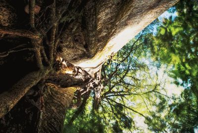 Low angle view of tree