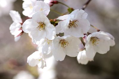 flowering plant