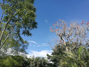 Low angle view of tree