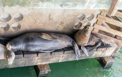 High angle view of sea lion on wood