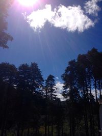 Low angle view of trees against sky