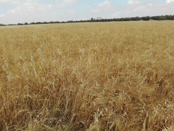 Scenic view of wheat field against sky