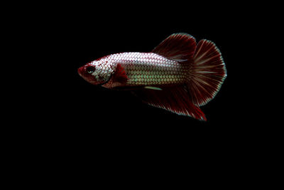 Close-up of fish swimming in sea