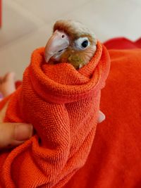 Close-up of parrot holding bird at home