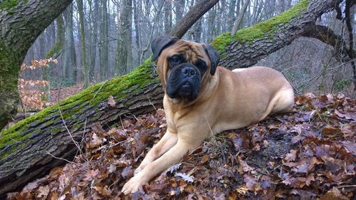 Dog in forest