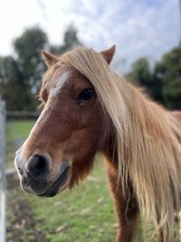 Close-up of horse