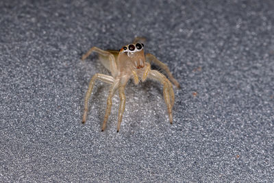 High angle view of spider on road