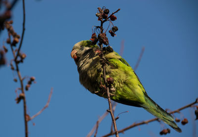 Monk parakeet hanging out in our front yard, brooklyn